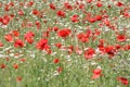 Summer landscape with a wonderful field of red poppies