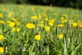 Yellow dandelion milk-witch gowan on a blooming dandelion lawn. Royalty Free Stock Photo