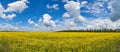 Summer landscape of yellow rapeseed field and blue sky with fluffy clouds. panorama Royalty Free Stock Photo