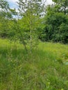 Summer landscape with young birch