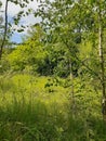 Summer landscape with young trees