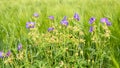 Summer landscape. Young wheat wildflowers