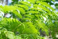 In summer, large ferns fill the forests of southern Norway