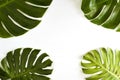 Summer Large green tropical monstera leaf Royalty Free Stock Photo