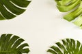 Summer Large green tropical monstera leaf Royalty Free Stock Photo