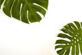 Summer Large green tropical monstera leaf Royalty Free Stock Photo