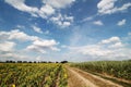 Summer large sunflowers and corn fields background Royalty Free Stock Photo