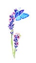 Summer lavender flowers and butterflies Royalty Free Stock Photo