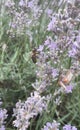 Summer, lavender and insects.