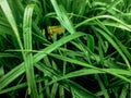 Summer lawn ornamental green grass natural background texture Royalty Free Stock Photo