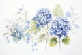 Summer leaf background hydrangea blossom blue plant flower green nature floral blooming Royalty Free Stock Photo