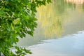 Summer leaves green Leaf background with water reflection Royalty Free Stock Photo