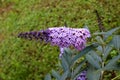 Summer lilac or Buddleia davidii flowering plant with lilac to violet opening and fully blooming flowers