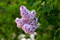 Summer lilac or Buddleia davidii flowering plant with violet fully open blooming flowers on multiple pyramidal spikes surrounded