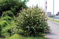 Summer lilac or Buddleia davidii flowering plants growing in form of decorative bush with white flowers on narrow pyramidal spikes