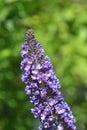 Summer lilac Empire Blue