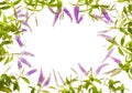 Summer Lilac Flower Frame