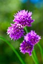 Summer lilac flowers