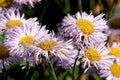 Summer lilac flowers close-up Royalty Free Stock Photo