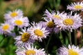 Summer lilac flowers close-up Royalty Free Stock Photo