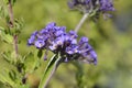 Summer lilac Nanho Blue Royalty Free Stock Photo