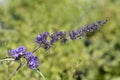 Summer lilac Nanho Blue Royalty Free Stock Photo