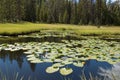 Summer Lillypads growing in the High Uintas