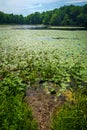 Summer Lilypads Lake