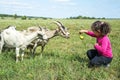 In summer, a little girl feeds a goat pear on the field, and she Royalty Free Stock Photo