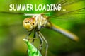 Summer loading, dragonfly on a grass background