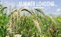 Summer loading, landscape of over wheat field at summer, selective focus