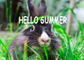 Summer loading, portrait of a rabbit in the grass, selective focus