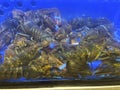 Summer Lobsters in a Tank Ready for Cooking at the Fish Market Royalty Free Stock Photo