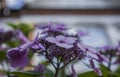 Summer in London, sunny day - a bush of violet flowers. Royalty Free Stock Photo