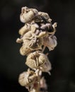 Summer in London, sunny day - a dry yellow flowers with seeds. Royalty Free Stock Photo