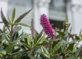 Summer in London, sunny day - pink flowers and green leaves. Royalty Free Stock Photo