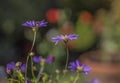 Summer in London, sunny day - violet flowers with a bright background. Royalty Free Stock Photo