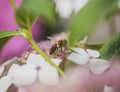 Summer in London - white and pink delicate flowers and a bee. Royalty Free Stock Photo