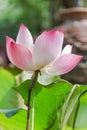 Summer lotus flower full blossom with natural defocused background Royalty Free Stock Photo