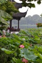 Summer lotus in full bloom Royalty Free Stock Photo