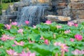 summer lotus pond Royalty Free Stock Photo