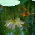 Summer Lotus pond Royalty Free Stock Photo