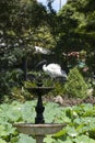 Australian white ibis perched on fountain in water lily pond