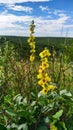 Summer Lovely yellow roses saw in my natural travel in Russia