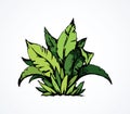 Tropical bush. Vector drawing