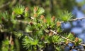 In summer with a macro closeup of a pine tree with small young pink red cones