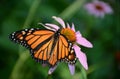 Monarch Butterfly On Purple Coneflower Royalty Free Stock Photo