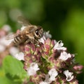 honey bee on the pink flower Royalty Free Stock Photo