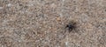 Macro photo of a weevil beetle on the concrete outside