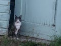 Gray and White Male Stray Cat Seeks Good People